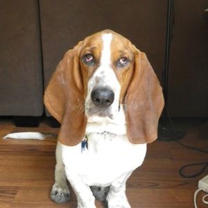 Meet your Posher, Janis